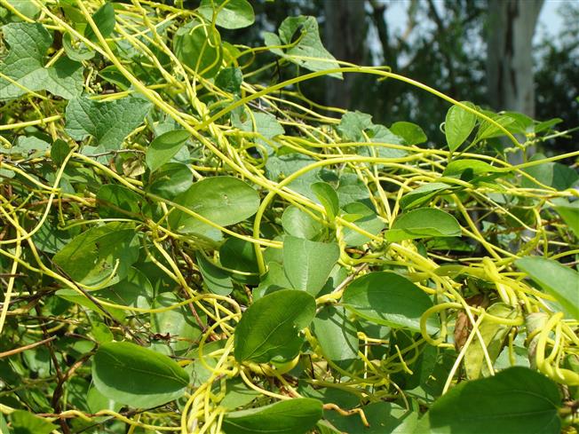 Cuscuta reflexa